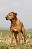 RODESIAN RIDGEBACK 034